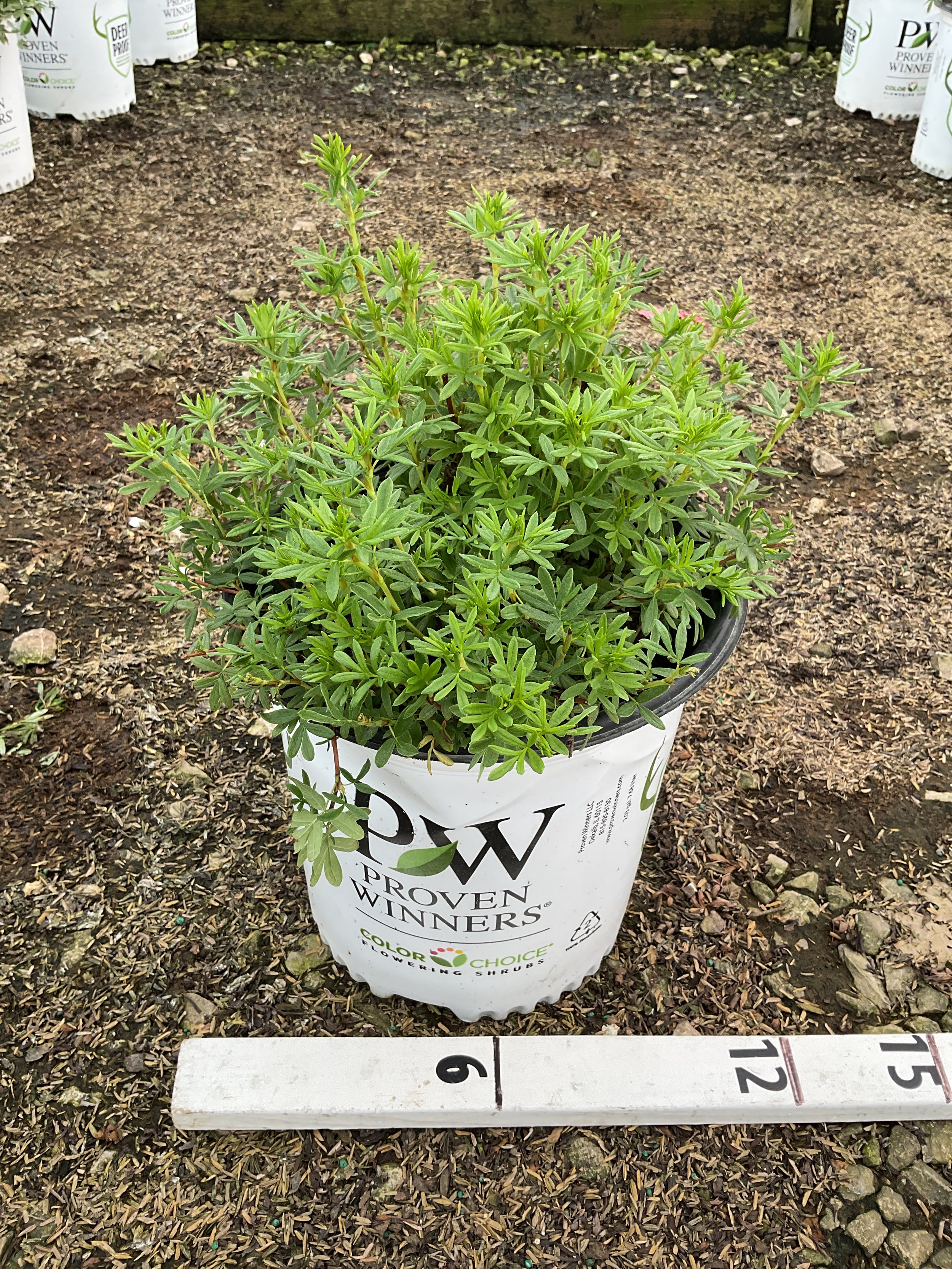 Potentilla 'Happy Face Yellow'