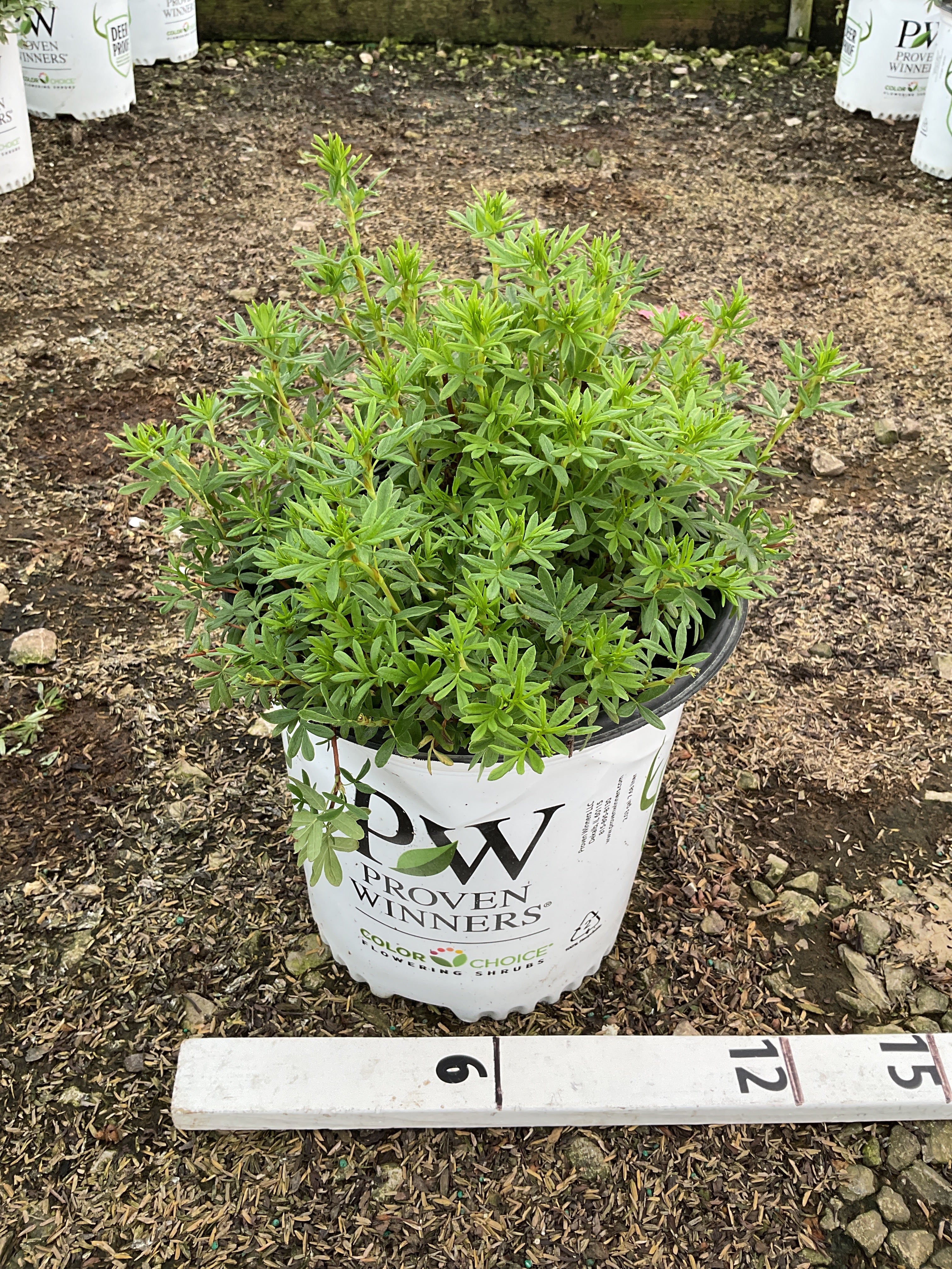 Potentilla 'Happy Face Yellow'