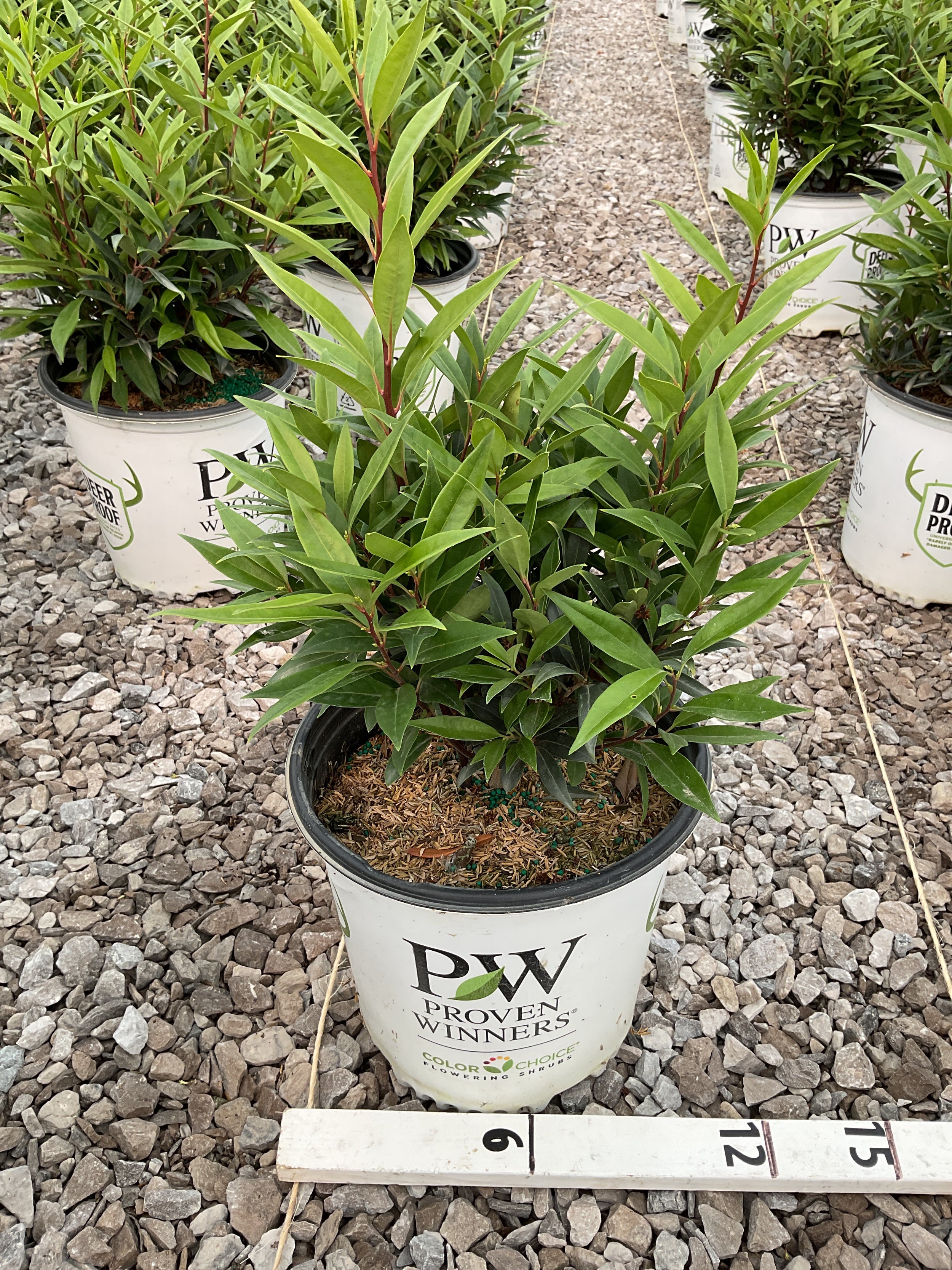 Sarcococca 'Sweet & Lo'
