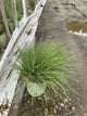 Schizachyrium scoparium 'Prairie Blues'
