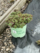 Sedum sedum 'Lime Zinger'