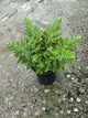 Sedum 'Autumn Autumn Joy'
