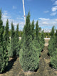 Juniperus chinensis 'Blue Point'