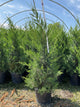 Juniperus chinensis 'Hetzii Columnaris'