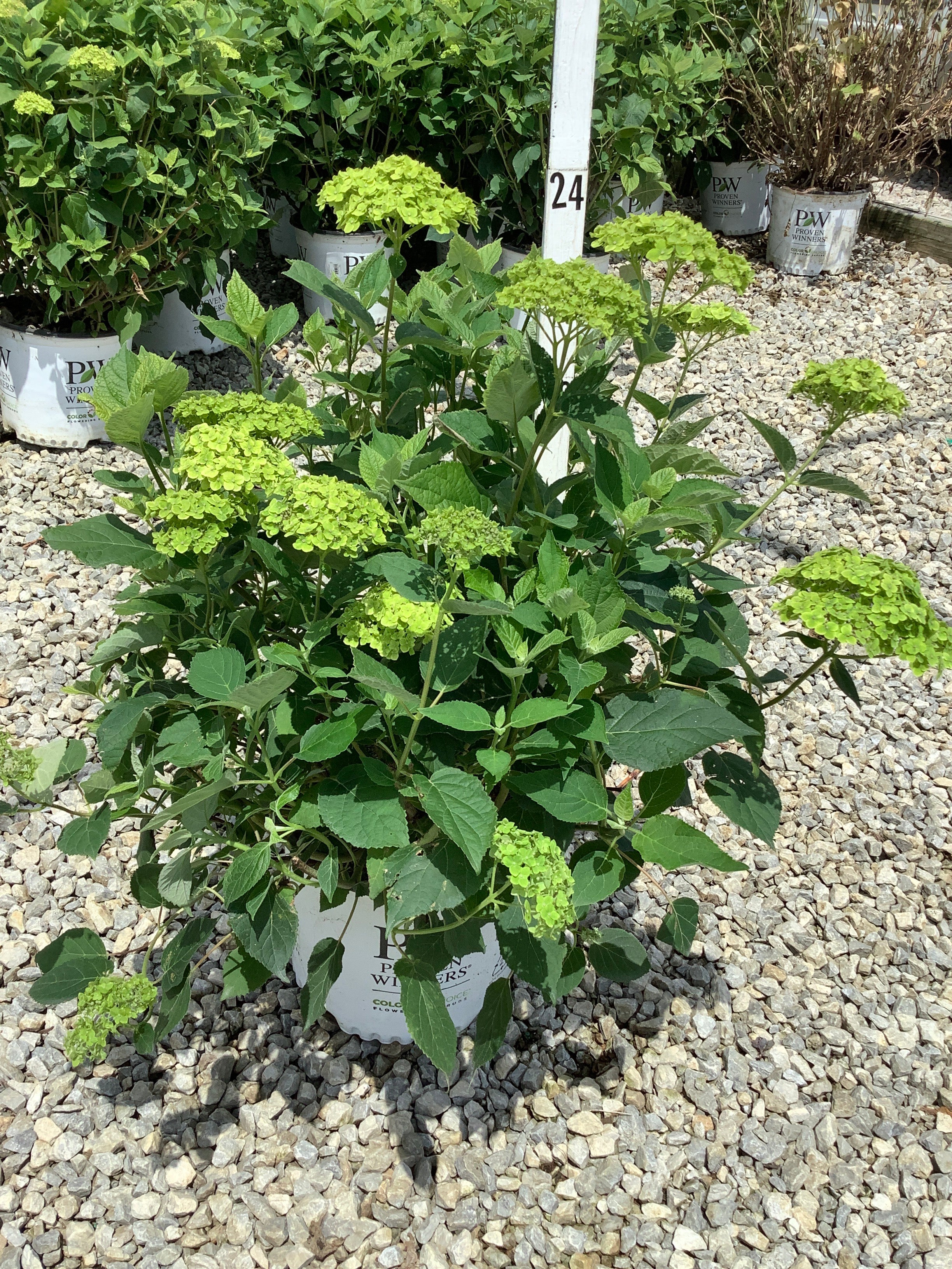 Hydrangea arborescens 'Invincble Sublime'