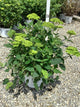 Hydrangea arborescens 'Invincble Sublime'