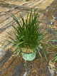 Allium millenium 'Millenium'