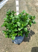 Hydrangea macrophylla 'Summer Crush'