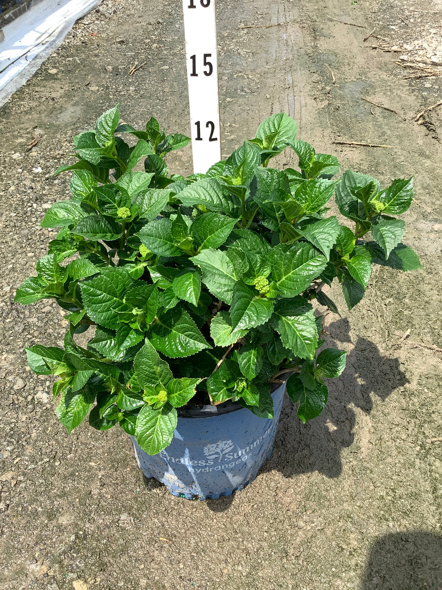 Hydrangea macrophylla 'Summer Crush' — G3 ES