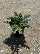 Acanthus spinosus