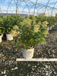 Hydrangea pan ‘Little Quick Fire'