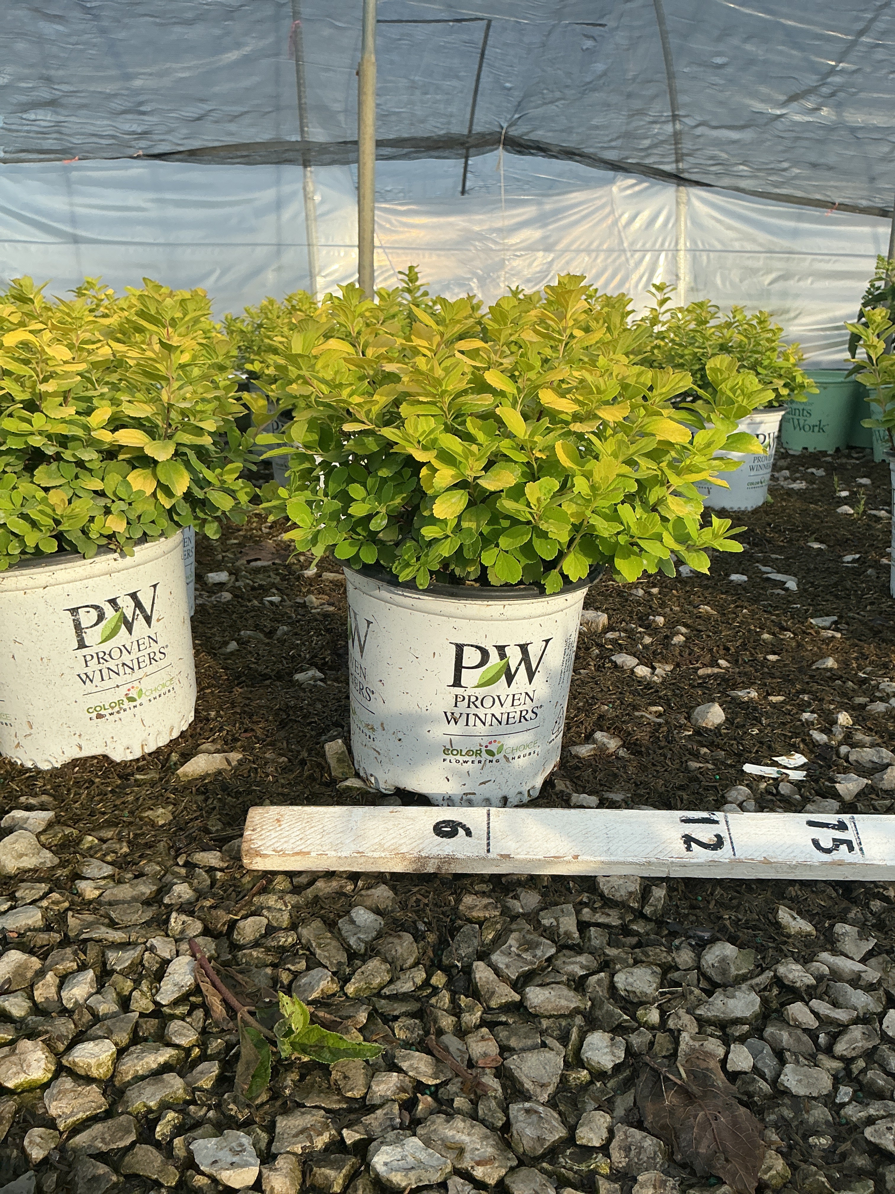 Spiraea BET 'Glow Girl'