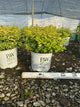 Spiraea BET 'Glow Girl'