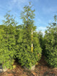 Thuja plicata 'Green Giant'