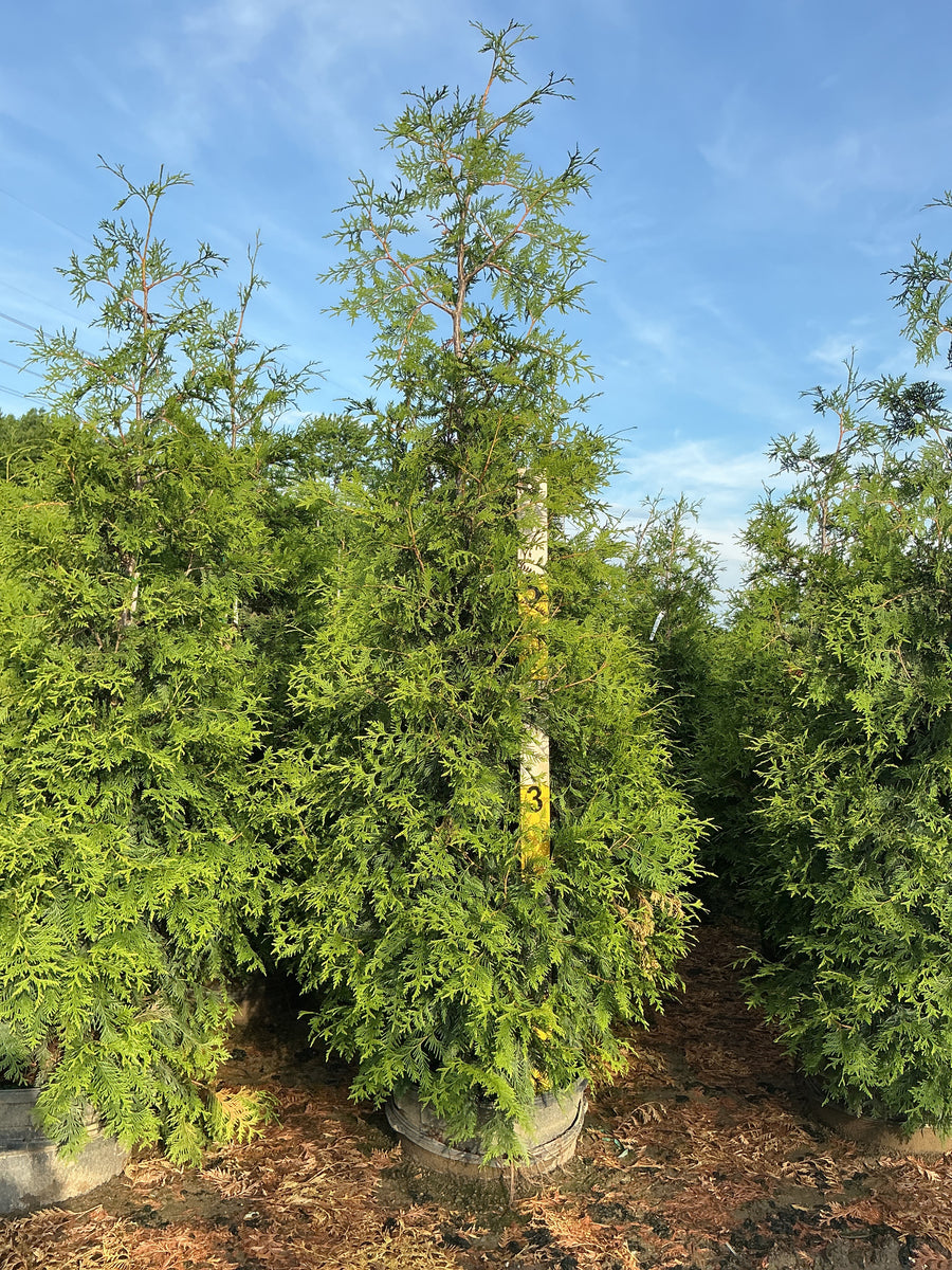 Thuja plicata 'Green Giant' — G25 84