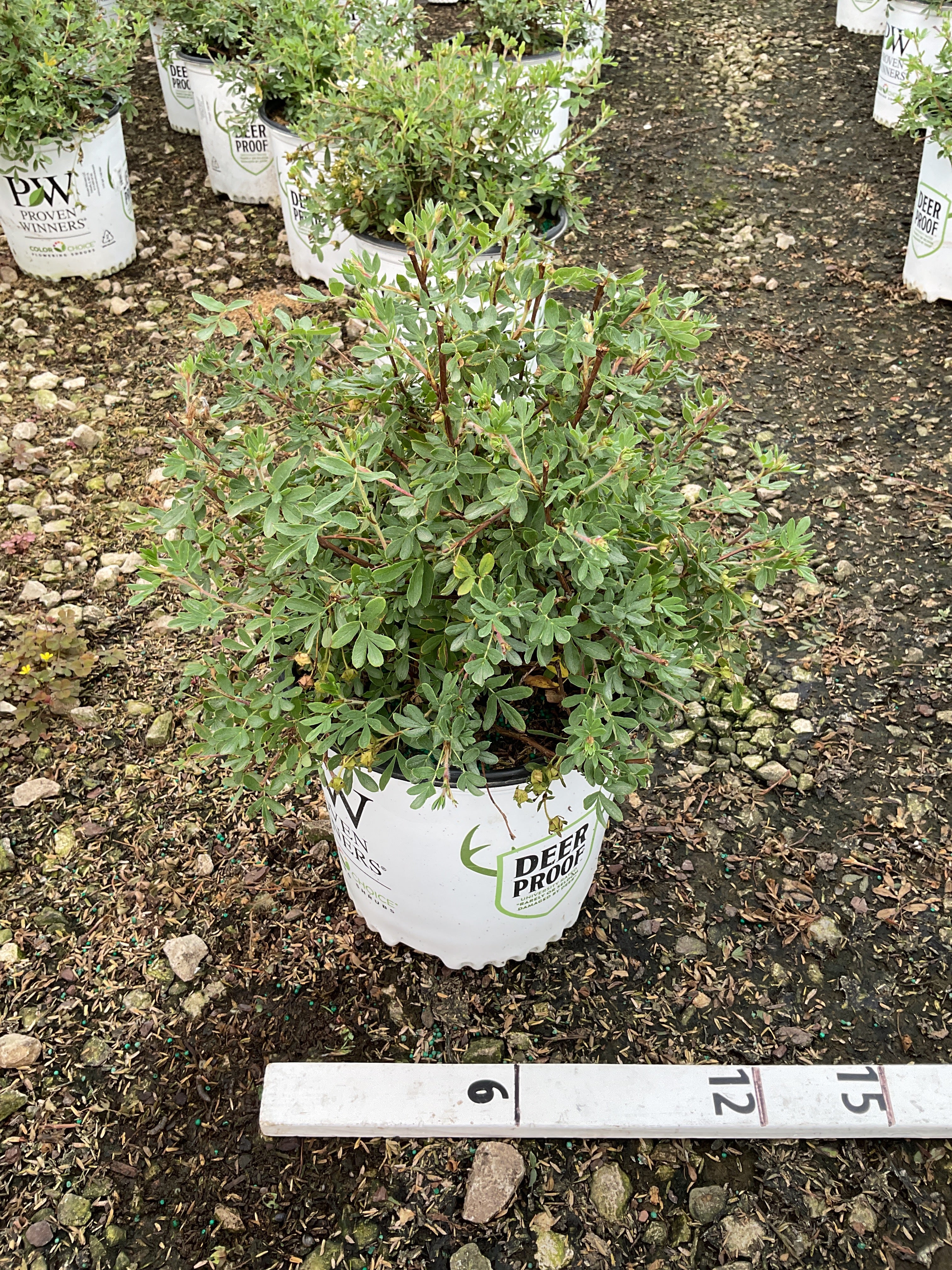 Potentilla 'Happy Face White'