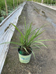 Sorghastrum 'Sorg. N. Golden Sunset'
