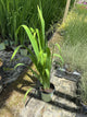 Iris versicolor