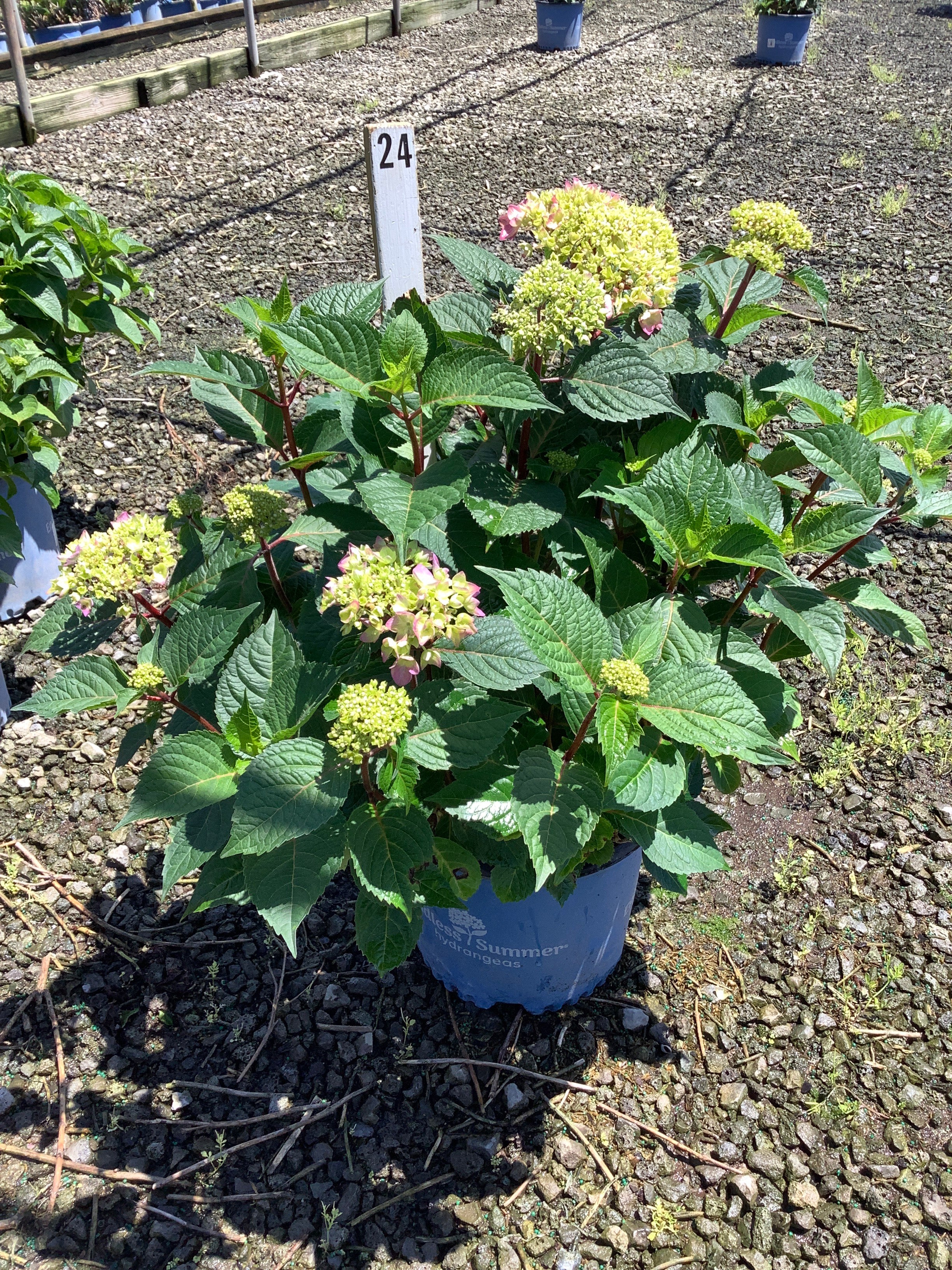 Hydrangea macrophylla 'Bloomstruck'