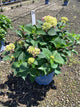 Hydrangea macrophylla 'Bloomstruck'