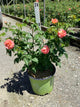Rosa K.O 'Orange Glow'