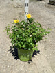 Rosa K.O 'Radsunny'