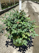 Rosa K.O 'Radcon'