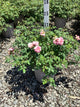 Rosa 'Drift Meiswetdom'