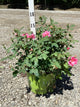 Rosa K.O 'Radtkopink'