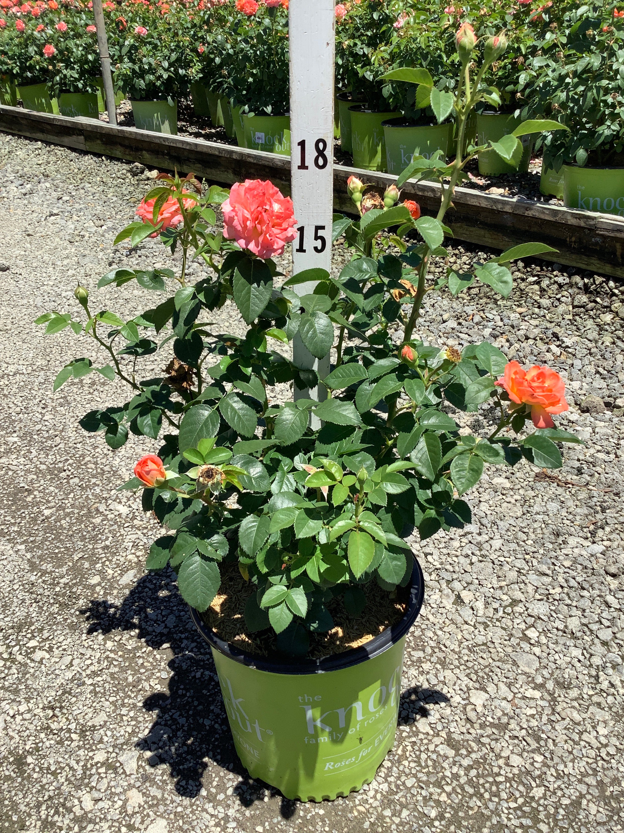 Rosa K.O 'Orange Glow'