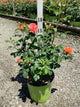 Rosa K.O 'Orange Glow'