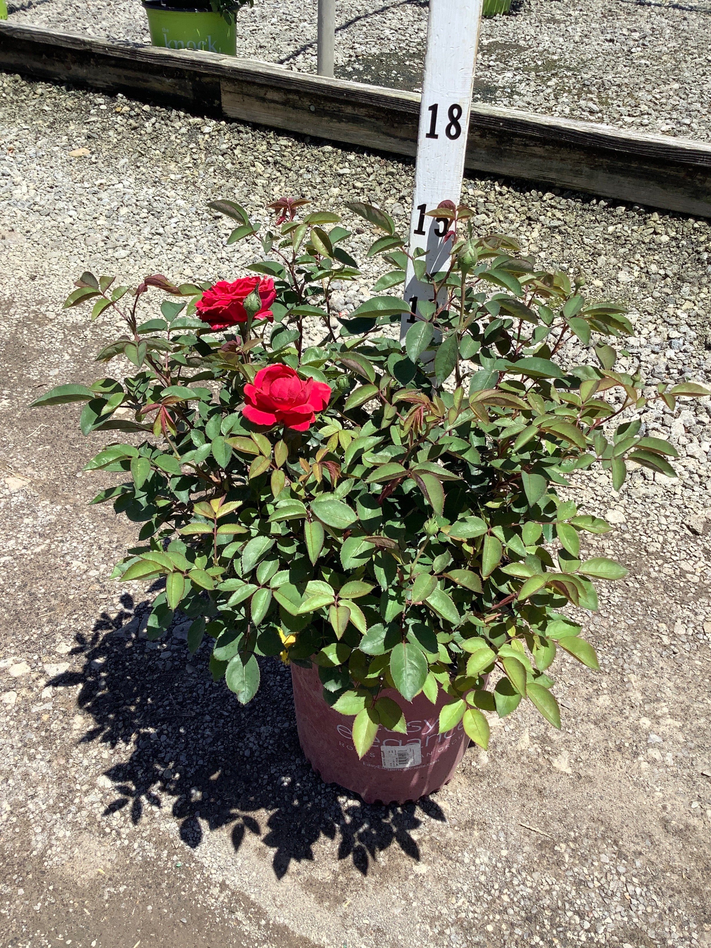 Rosa E.E 'Kashmir'
