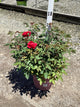 Rosa E.E 'Kashmir'