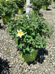 Rosa K.O 'Radsunny'