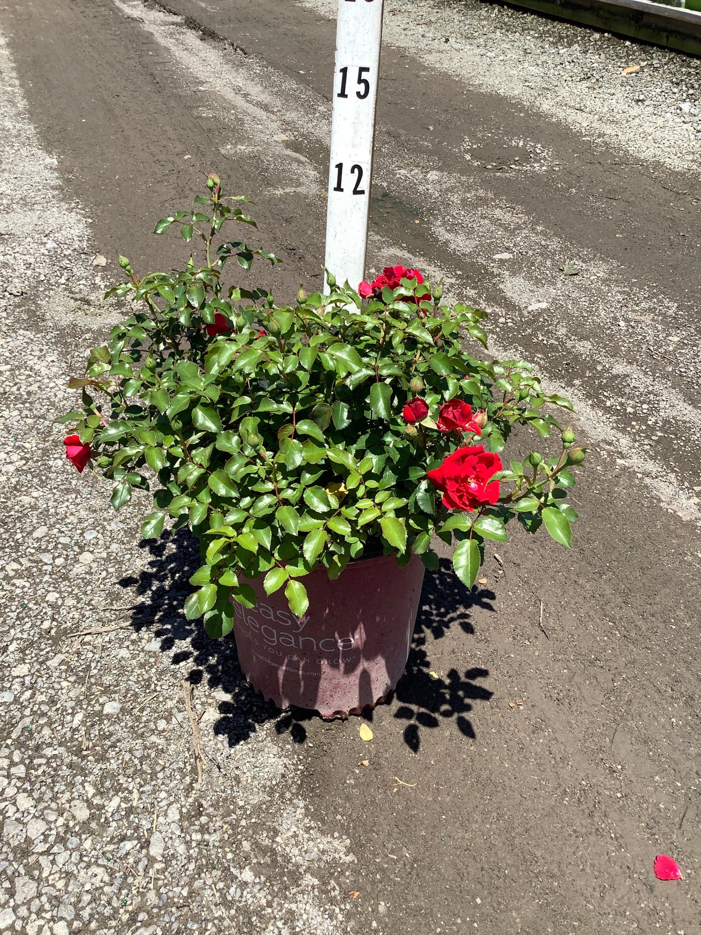 Rosa E.E 'Paint The Town'
