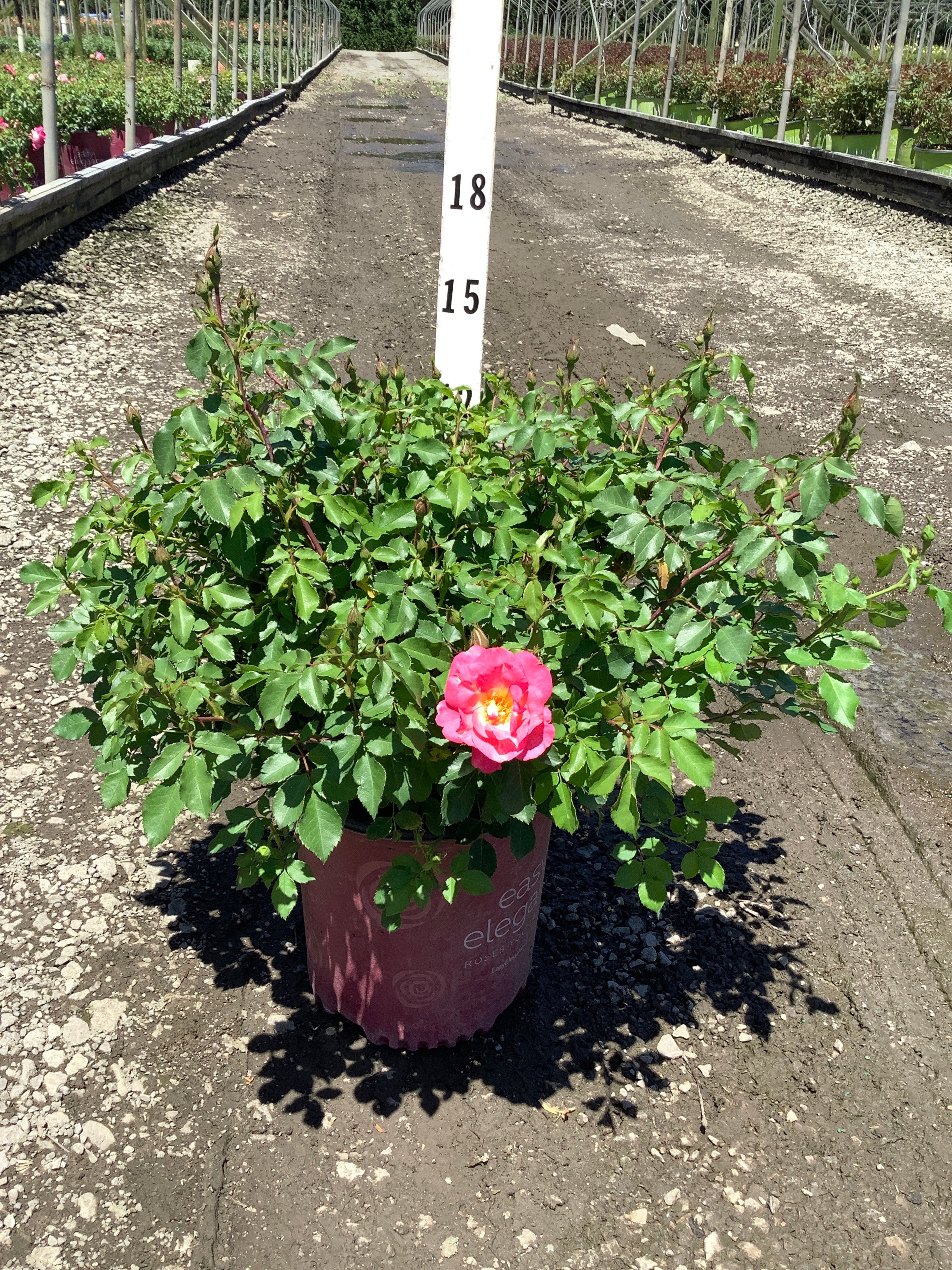 Rosa E.E 'Sunrise Sunset'