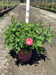Rosa E.E 'Sunrise Sunset'