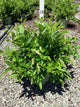 Itea fountains 'Of Rouge'