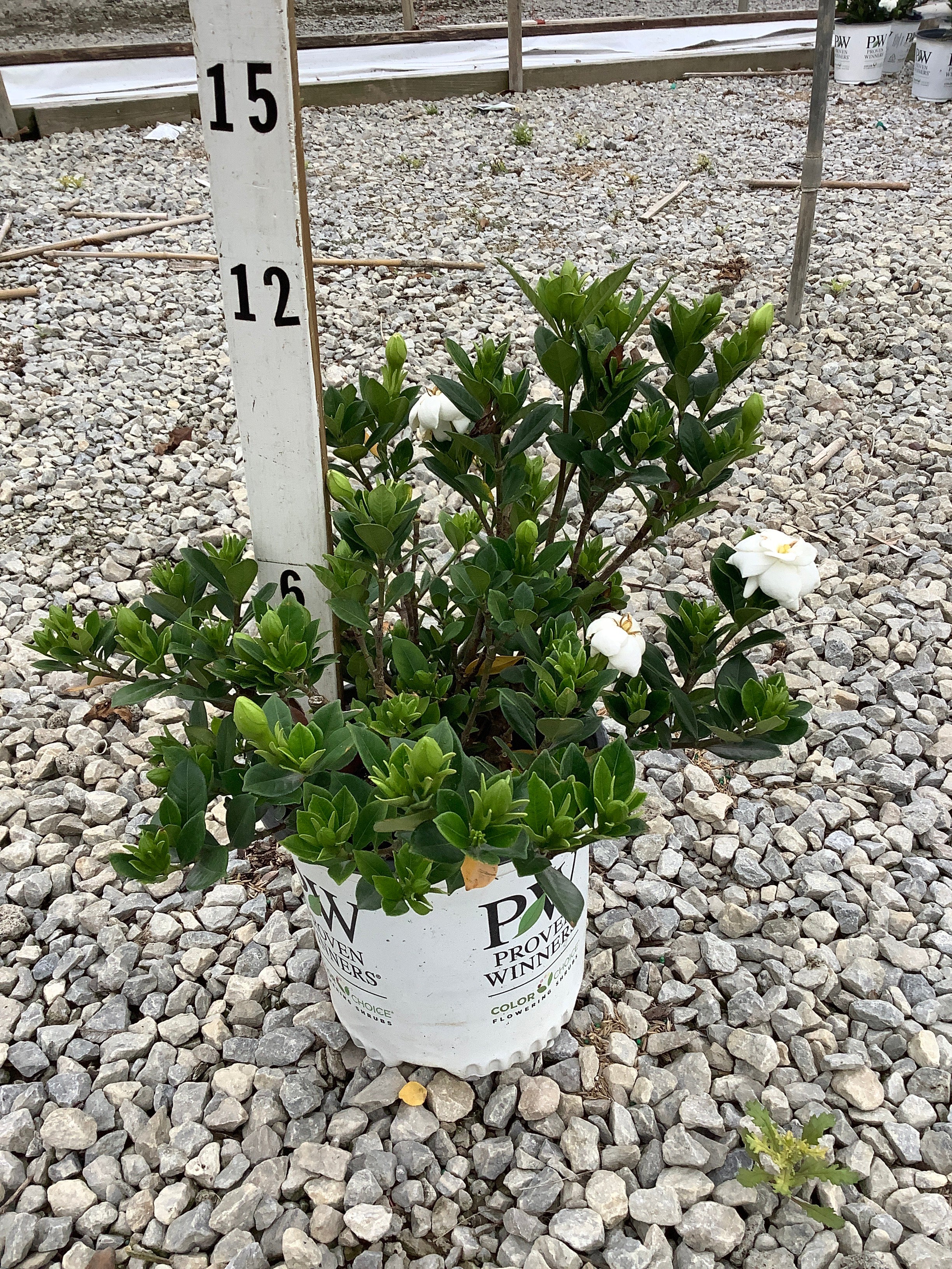 Gardenia steady 'As She Goes'