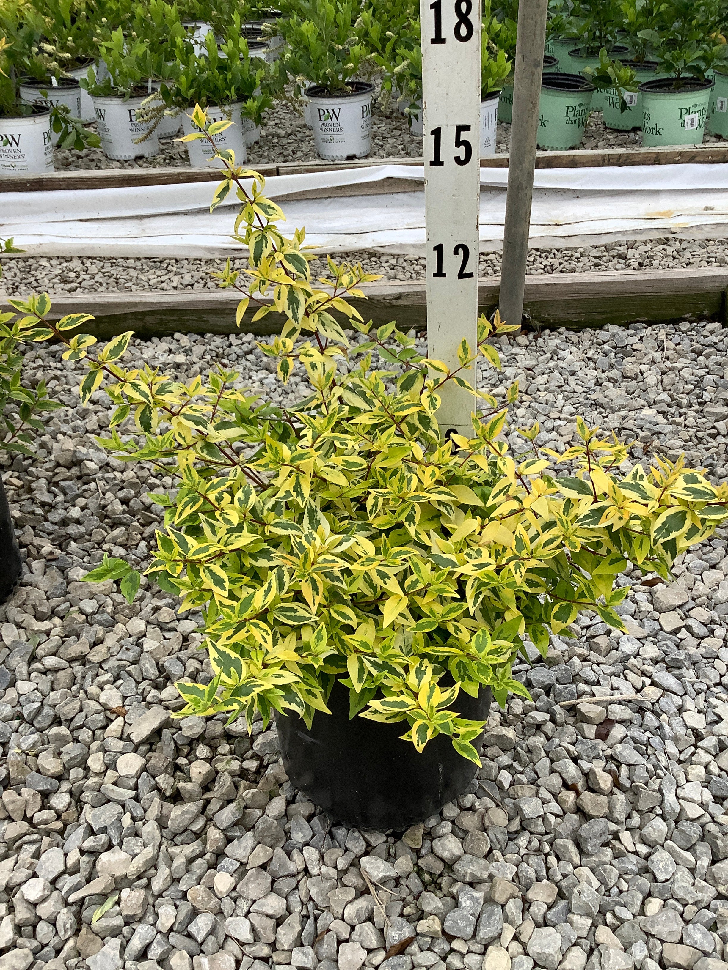 Abelia kaleidoscope