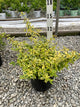 Abelia kaleidoscope
