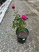 Paeonia japonica 'Kansas Red'