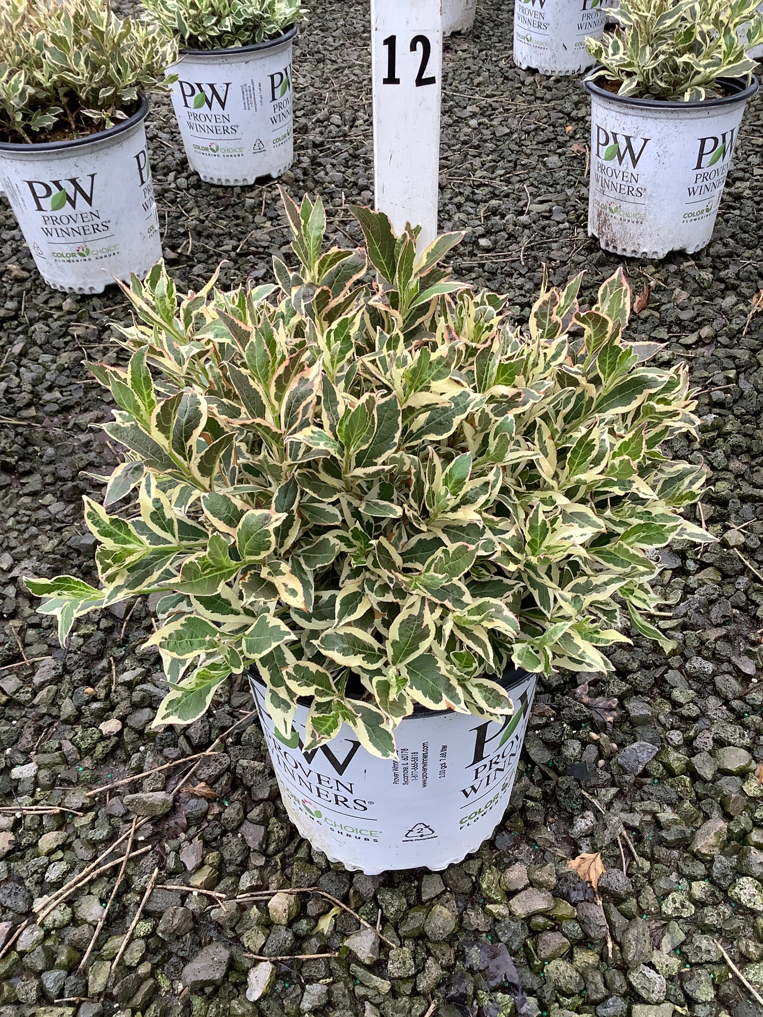 Weigela 'My Monet Purple Effect'
