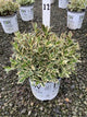 Weigela 'My Monet Purple Effect'