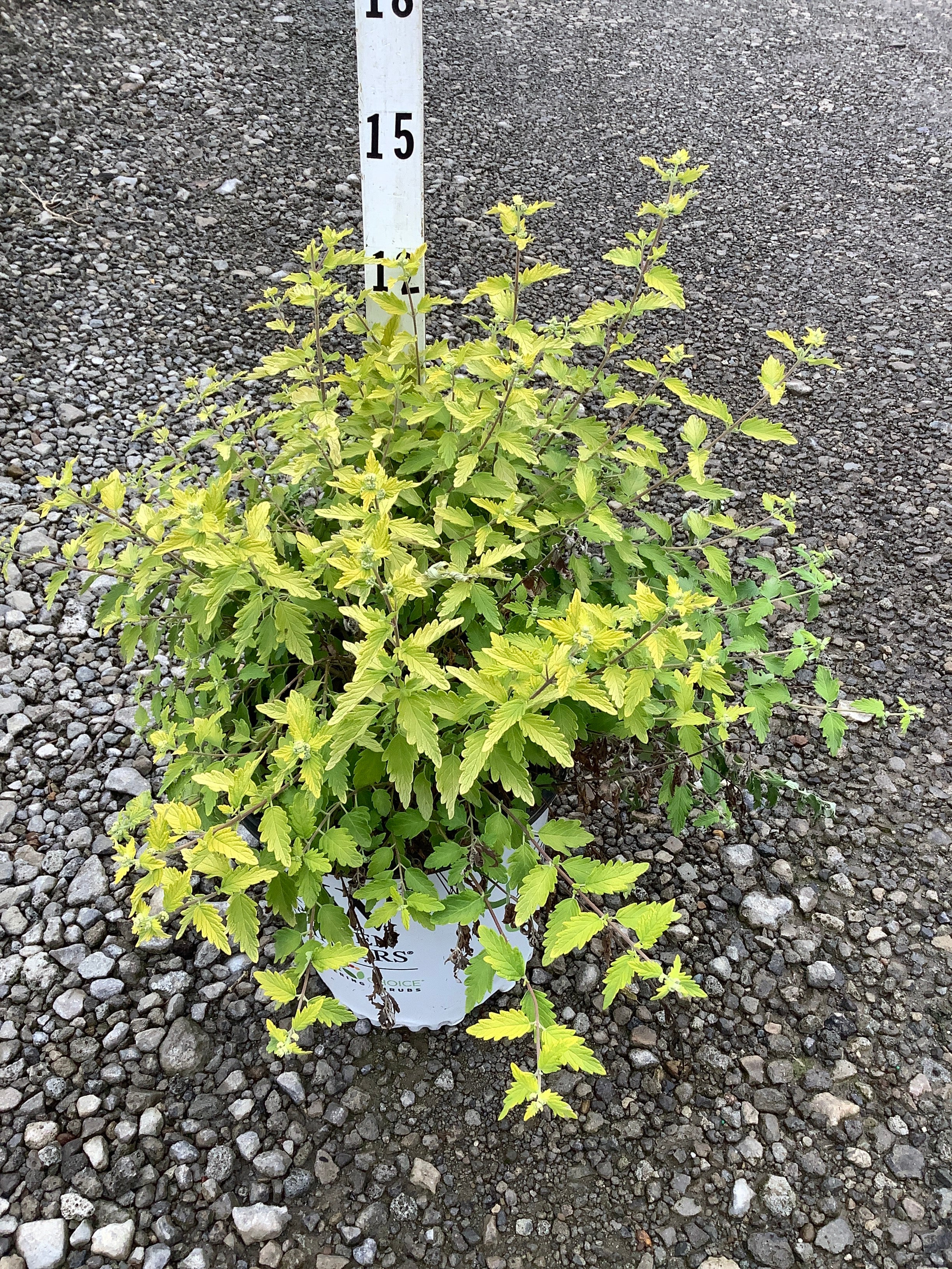 Caryopteris sunshine 'Blue Ii'