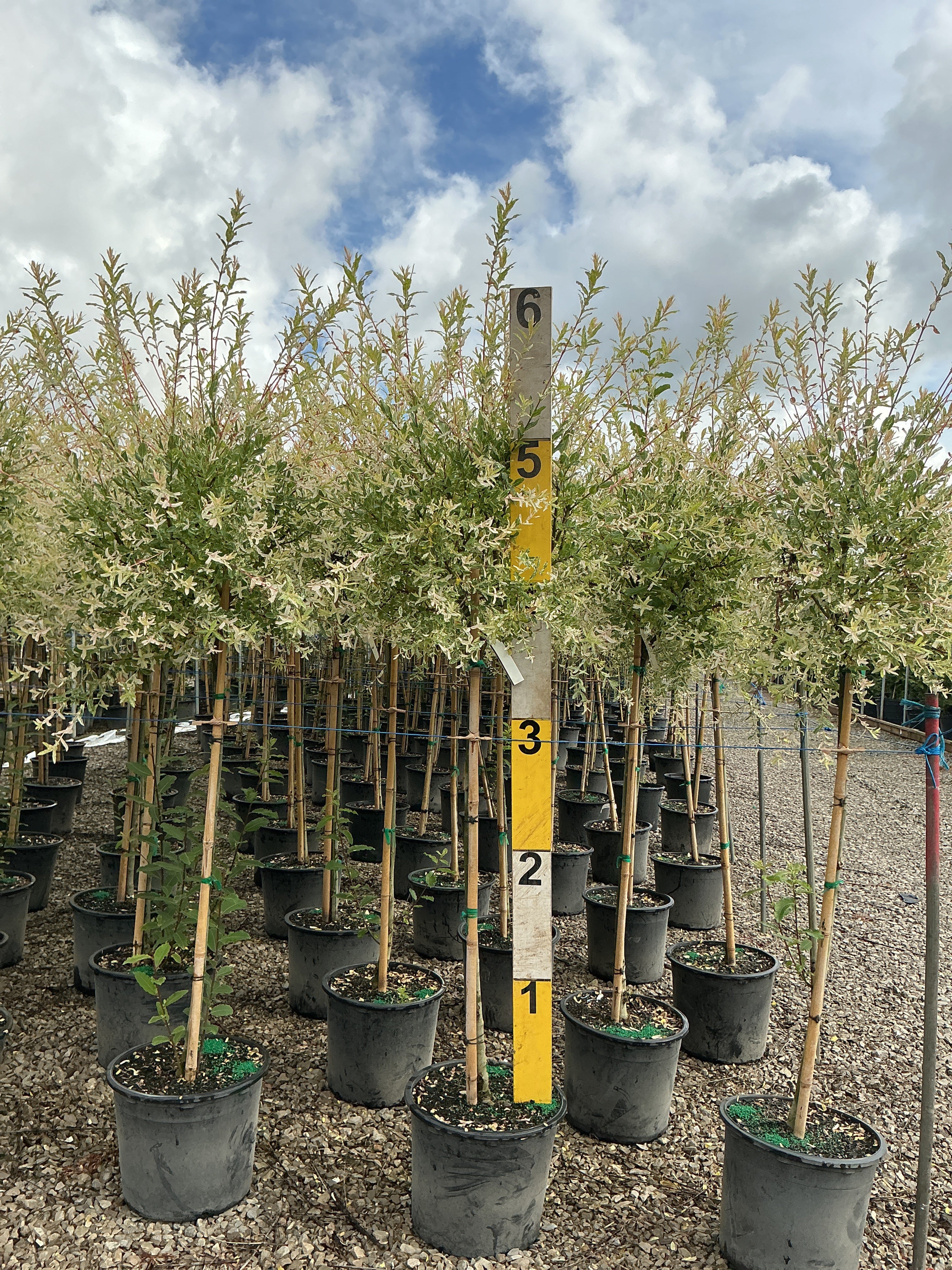 Salix integra 'Hakuro Nishiki'