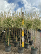 Salix integra 'Hakuro Nishiki'