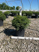 Buxus microphylla 'Green Gem'