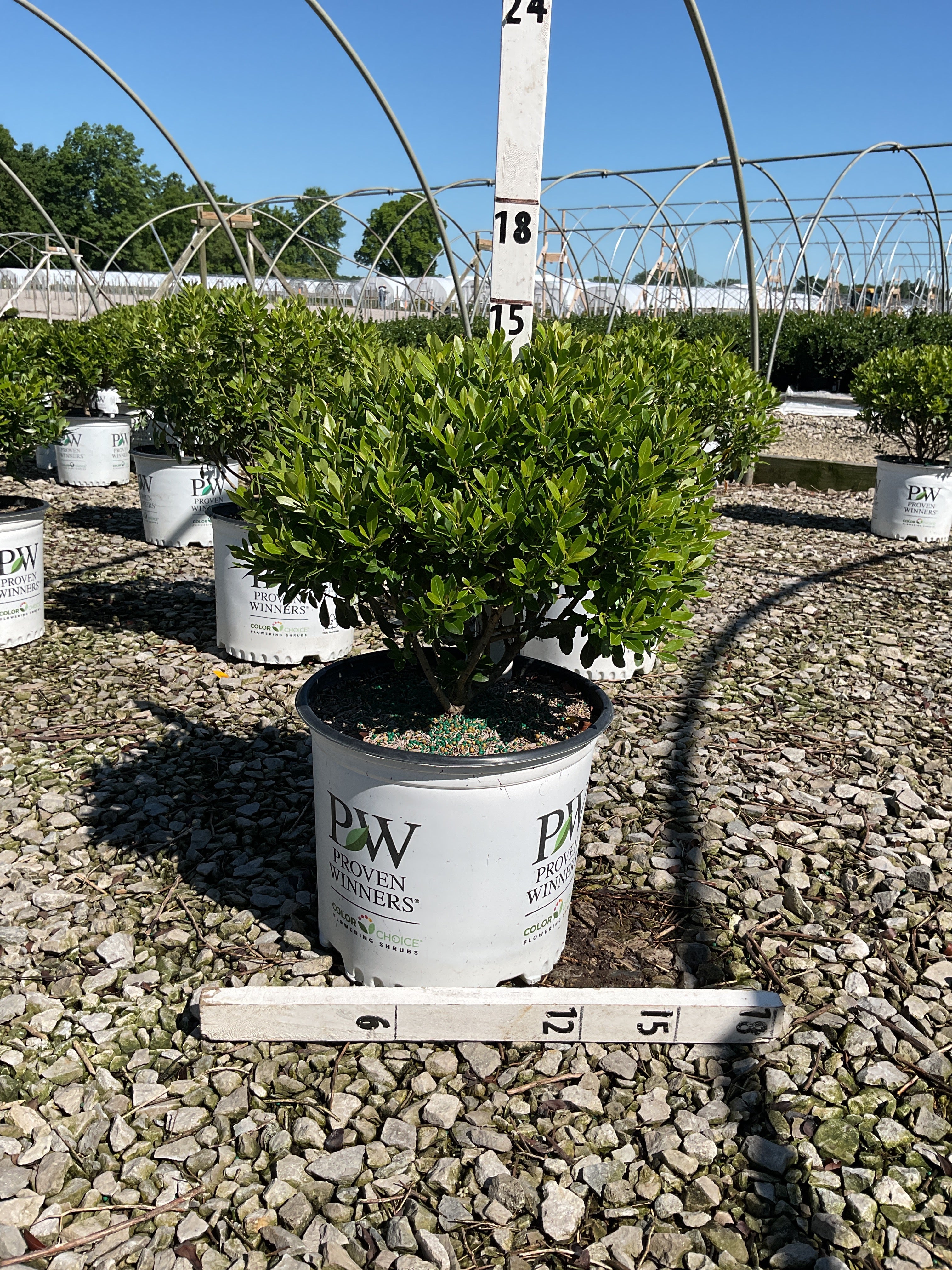 Ilex glabra 'Gem Box'