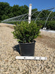 Buxus microphylla 'Winter Gem'